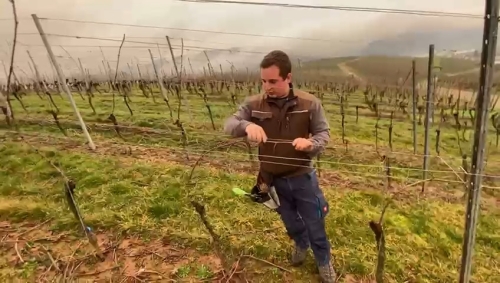 Arbeiten mit dem Winzer