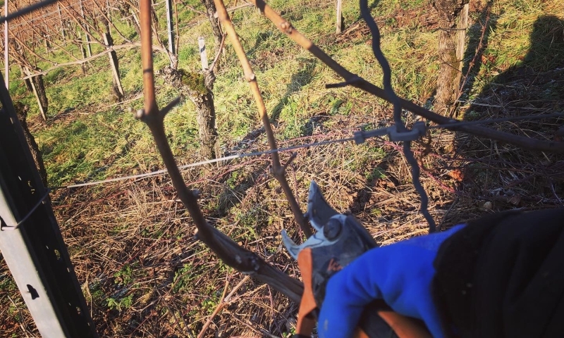 Arbeiten mit dem Winzer