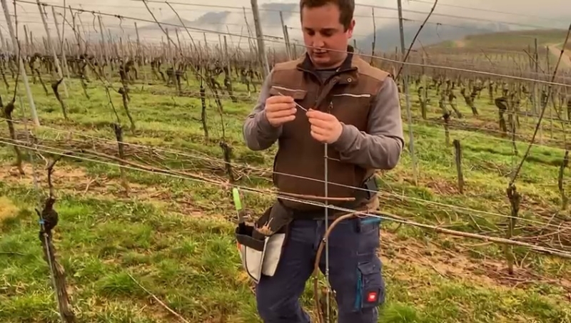 Arbeiten mit dem Winzer